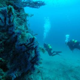 Be Free To Dive