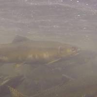 Quinsam River Hatchery