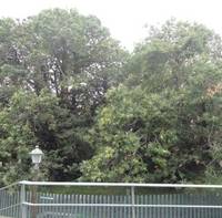 Hundred Horse Chestnut