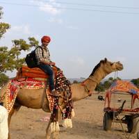 Dharma Camel Safari