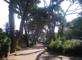 Pineta Marradi