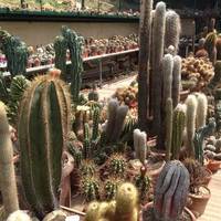 Associazione Giardino SottoVico