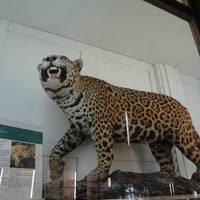 Centro Musei delle Scienze Naturali
