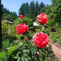 Rose Garden Children's Park