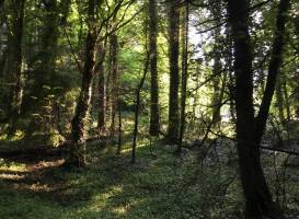 Dun A Ri Forest Park