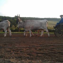 Lazar Equestrian Park