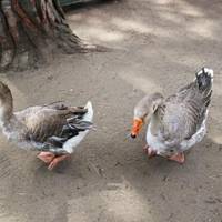La Fattoria degli Animali