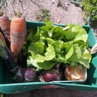 Essington Fruit Farm