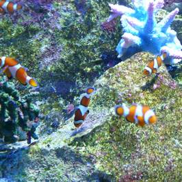 Aquarium de Vannes