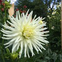 Dahliengarten