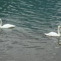 Attrazione panoramica del Lago di Alleghe