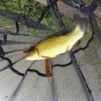 Packington Somers Fishery