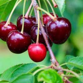 Rennie Orchards