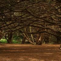 The great Yews