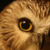 Observatoire d'Oiseaux de Tadoussac