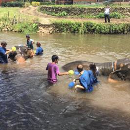 Baan Tung Lakorn Elephant Camp