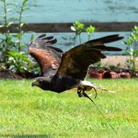 Huxley's Birds of Prey Centre and Gardens