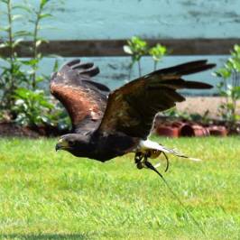 Huxley's Birds of Prey Centre and Gardens