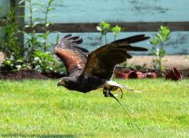 Huxley's Birds of Prey Centre and Gardens