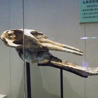 Anhui Province Geological Museum