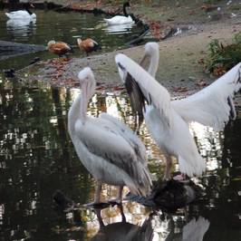 Parc Zoologique