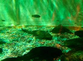 Matlock Bath Aquarium & exhibitions