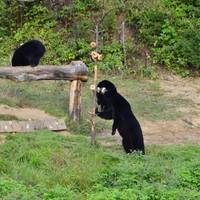 Observation de l'Ours Noir