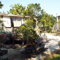 Miami Tropical Bonsai