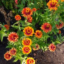 Summerland Ornamental Gardens