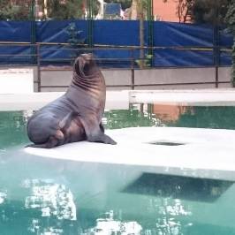 Delfinariu