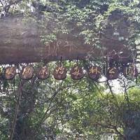 Xishuangbanna Primitive Forest Park