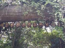 Xishuangbanna Primitive Forest Park