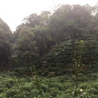Yangmeiling Scenic Spot