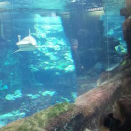 Tierpark und Fossilium Bochum