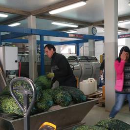 Agro-Millo - Olive Oil Production
