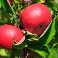 Barton Orchards
