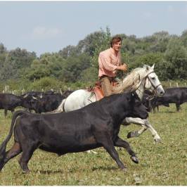Camargue Découverte