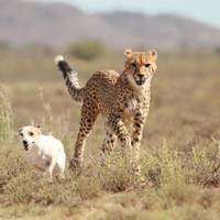 Felidae Centre