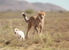 Felidae Centre