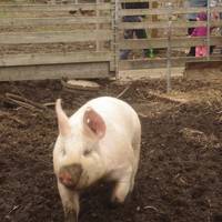 Benner's Farm