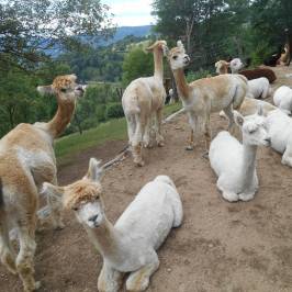 La Montagnes des Lamas