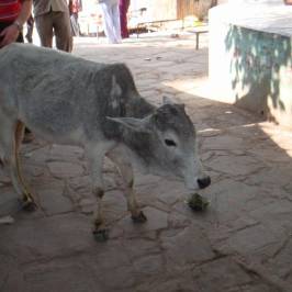 Orchha Wildlife Sanctuary