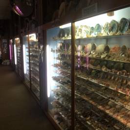 Griffiths' Sea Shell Museum & Marine Display