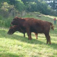 Bath City Farm
