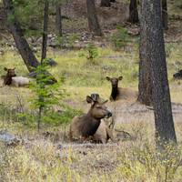 Jasper Discovery Trail