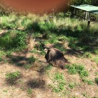 Tamworth Marsupial Park