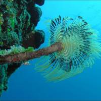 Spiro Sub Diving Elba