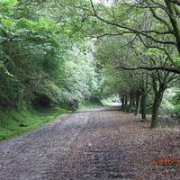 Dongyan Mountain Forest Recreation Area