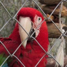 Lynwood Park Zoo