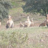 Centro Andaluz de la Fauna Salvaje